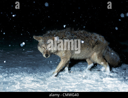 Grand coyote dans la neige d'hiver Banque D'Images