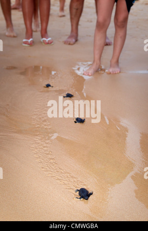 Sri Lanka - Koggala beach, village près de Galle, l'écloserie de jeunes tortues réalisé dans l'océan Banque D'Images