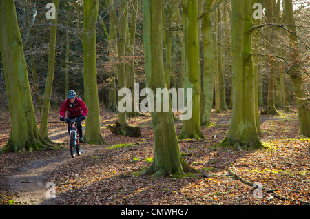 Vélo de montagne femelle sur le sentier "rouge" dans la forêt de Thetford sur la frontière Norfolk-Suffolk Banque D'Images