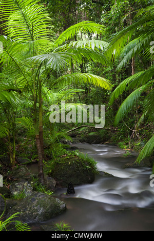 Rainforest flux à Mossman Gorge, dans le parc national de Daintree. Mossman, Queensland, Australie Banque D'Images