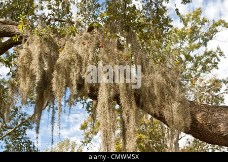 La mousse espagnole, le sud de Live Oak. Banque D'Images