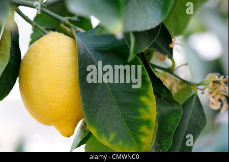Citrus limon 'Quatre Saisons' . Citron sur arbre à RHS Wisley Gardens, Surrey, UK Banque D'Images
