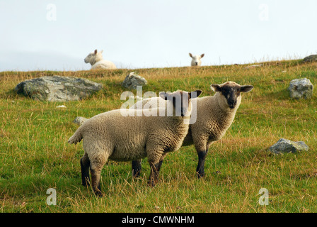 La partie continentale de moutons Shetland Banque D'Images