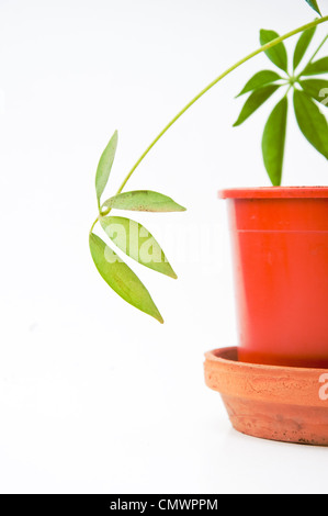 Belle plante verte dans un petit pot en plastique Banque D'Images