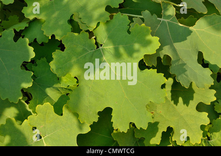 Macleya ou Plume poppy (Macleaya microcarpa), en novembre. Banque D'Images