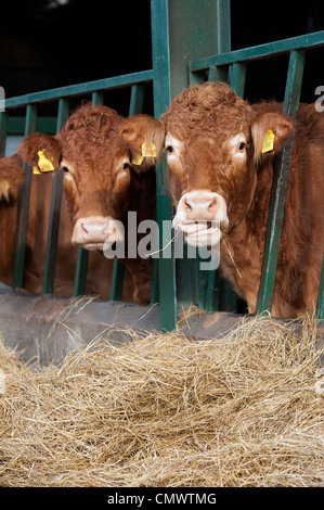 L'alimentation des bovins Limousin de foin derrière les barrières d'en faire. Banque D'Images