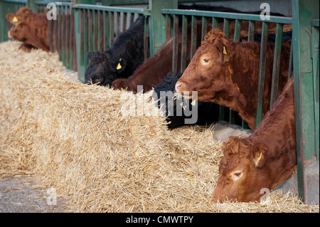 L'alimentation des bovins Limousin de foin derrière les barrières d'en faire. Banque D'Images