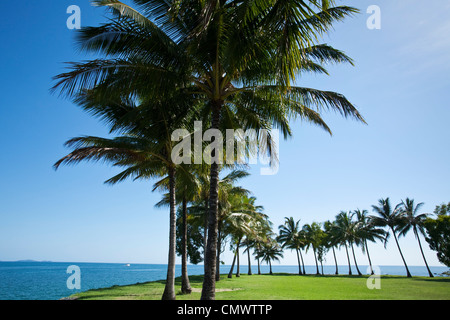 Palmiers au Rex Smeal Park. Port Douglas, Queensland, Australie Banque D'Images