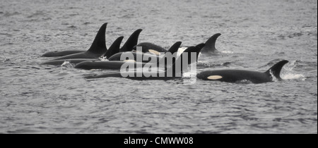 Un groupe d'Épaulards (Orcinus orca) dans les eaux d'Icy Strait, sud-est de l'Alaska Banque D'Images