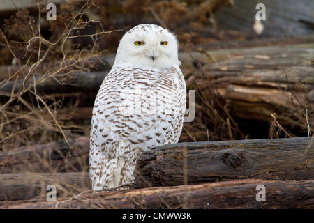 Le harfang des neiges (Bubo scandiacus) reposant sur le bois flotté à Boundary Bay, Tsawwassen, Vancouver, C.-B. en Mars Banque D'Images