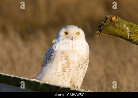 Le harfang des neiges (Bubo scandiacus) reposant sur le bois flotté à Boundary Bay, Tsawwassen, Vancouver, C.-B. en Mars Banque D'Images