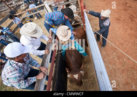 Vue aérienne de tronçonnage bull rider dans la goulotte. Rodeo, Mt Mt Garnet Garnet, Queensland, Australie Banque D'Images