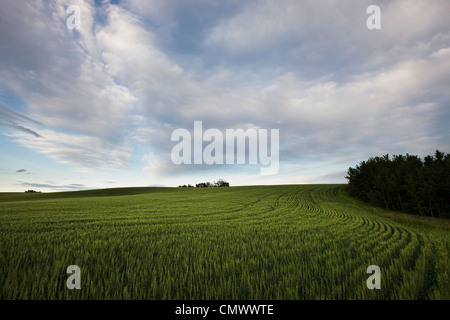 Champ de blé sur la fin de soirée d'été, le centre de l'Alberta Banque D'Images
