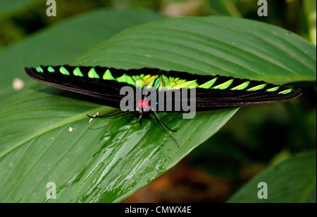 Malaysian aile d'oiseau papillon sur une feuille verte Banque D'Images