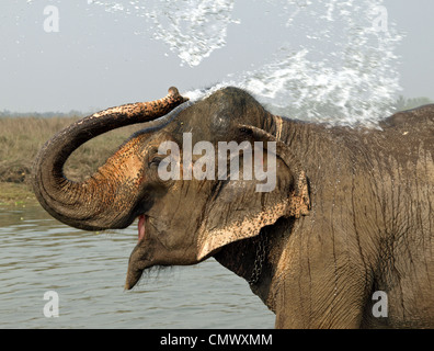 Par jet d'éléphants pendant l'heure du bain à Chitwan National Park Banque D'Images