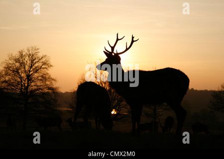 Par la mise en silhouette chevreuils près de Spankers sun Hill Wood, Richmond Park, Londres Banque D'Images