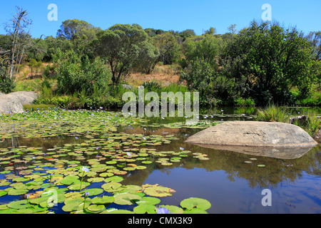 Barrage sur une ferme près de Paarl, Province de Western Cape, Afrique du Sud Banque D'Images