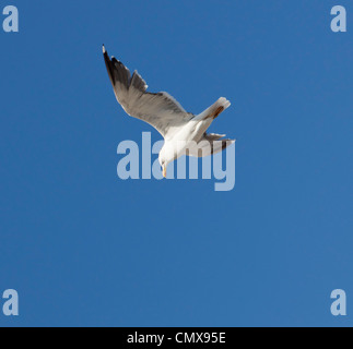 Yellow-legged Gull (Larus Michahellis. Mouette. Photographié à Almeria, Espagne. Banque D'Images