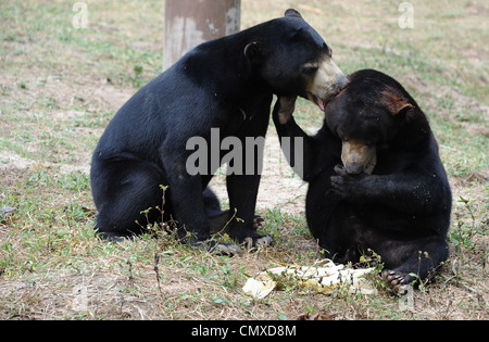 Des ours à WFFT (Thaïlande) Fondation des Amis de la faune Banque D'Images