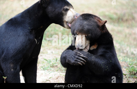 Des ours à WFFT (Thaïlande) Fondation des Amis de la faune Banque D'Images