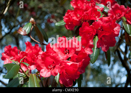 (Rhododendron arboreum x citharinidae) 'Choremia Cour Tour' Banque D'Images