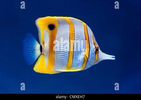 Poisson papillon chelmon à bec Chelmon Rostratus) (sur fond bleu naturel Banque D'Images