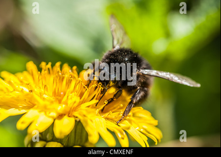 Une abeille de boire le nectar des un pissenlit jaune Banque D'Images