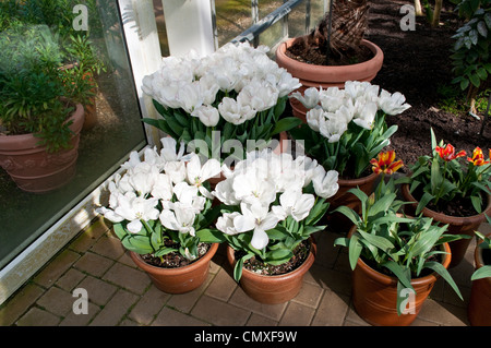 Tulip 'Diamond Jubilee', Savill Garden, Berkshire, England, UK Banque D'Images