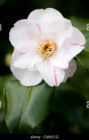 Camellia japonica'Contessa Lavinia Maggi' AGM Banque D'Images