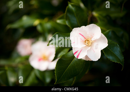 Camellia japonica 'Comtesse Lavinia Maggi' AGM Banque D'Images