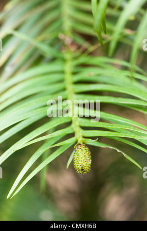 Cône sur un jeune Wollemia nobilis, du pin Wollemi, arbre Banque D'Images