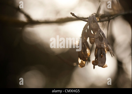 Acer negundo var californicum, Californie Box Elder, fruits Banque D'Images