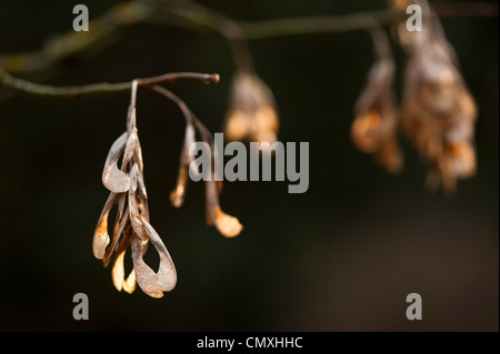 Acer negundo var californicum, Californie Box Elder, fruits Banque D'Images