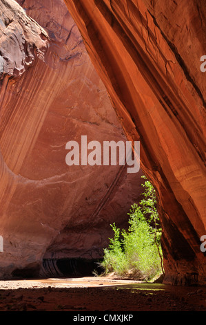 Backpacker Coyote Gulch, un affluent de l'Escalante River dans le sud de l'Utah. Banque D'Images