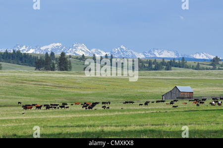 Rassembler les vaches sur la Prairie de l'Oregon Zumwalt. Banque D'Images