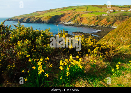 Les jonquilles et les ajoncs sur la côte de l'île de Man, près de Port Erin Banque D'Images