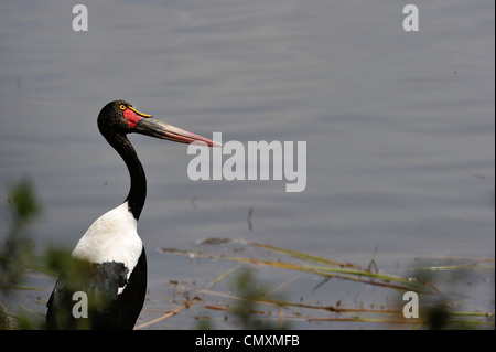 Saddle-billed stork - jabiru d'Afrique - Saddlebill (Ephippiorhynchus senegalensis) femmes debout près de l'eau à Nakuru NP Banque D'Images