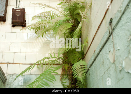 Une fougère plante pousse du coin de l'abandon des murs des bains Govanhill à Glasgow Banque D'Images