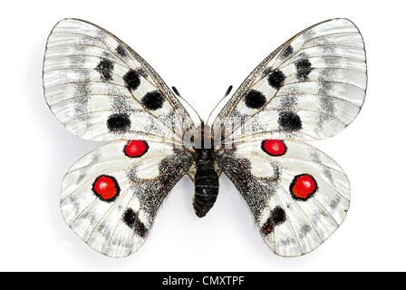 Apollon (Parnassius apollo), une espèce en voie d'european butterfly Banque D'Images