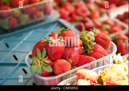 Photo lumineuse de fraises à un marché alimentaire en plein air. Banque D'Images