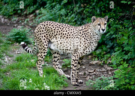 La prise d'un guépard marchant dans les champs de graminées et apparemment en regardant la caméra. Banque D'Images