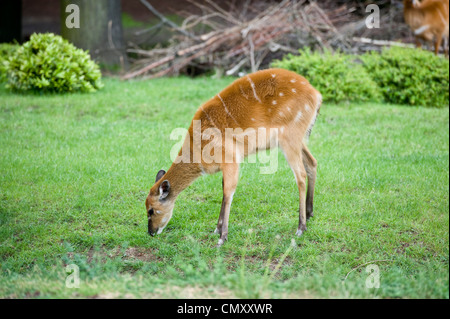 Plan d'ensemble d'un cerf de manger de l'herbe verte Banque D'Images