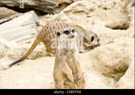 Un meerkat posant pour l'appareil photo alors qu'un autre meerkat est à l'arrière au repos. Banque D'Images