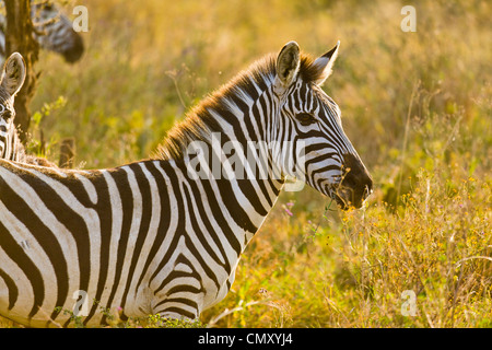 Alerte Zebra dans chaude soirée de lumière. Banque D'Images