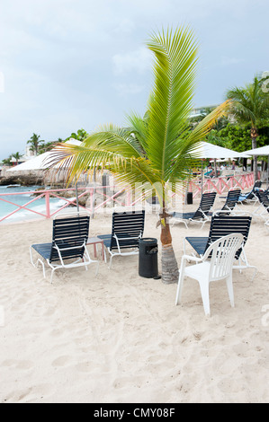 Fauteuils de plage entourant un petit palmier sur une belle journée à l'extérieur d'un beach resort. Banque D'Images