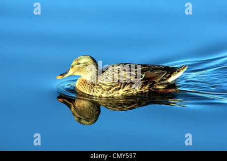 Canard colvert Anas platyrhynchos canard de surface d'une famille des Anatidés Banque D'Images