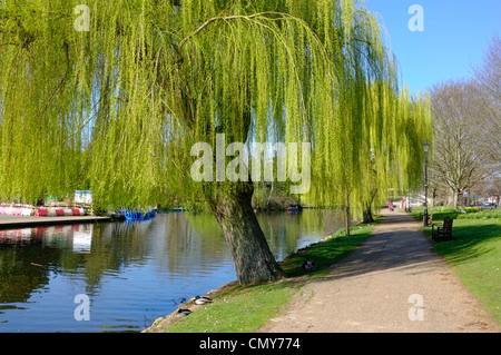 Les saules sur la rivière Great Ouse, Bedford Banque D'Images