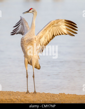 Grue du Canada (Grus canadensis) affichage sur le plan social de la rivière Platte près de Kearney, Nebraska. Banque D'Images