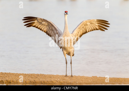 Grue du Canada (Grus canadensis) affichage sur le plan social de la rivière Platte près de Kearney, Nebraska. Banque D'Images