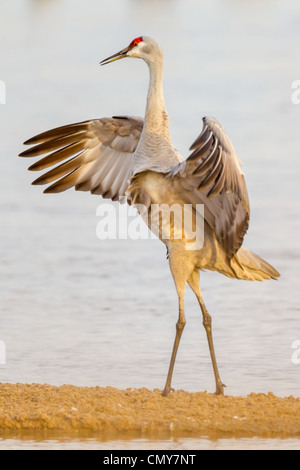 Grue du Canada (Grus canadensis) affichage sur le plan social de la rivière Platte près de Kearney, Nebraska. Banque D'Images